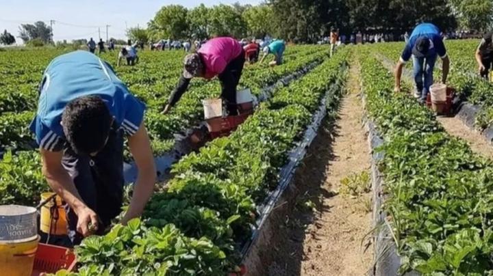 Denuncian presunto trabajo esclavo en un campo de frutillas a la vera de la Ruta 1